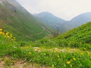 Al Rifugio Capanna 2000 da Alpe Arera ad anello-1GIUGNO25: splendide fioriture !- FOTOGALLERY